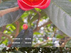 -金花茶公园