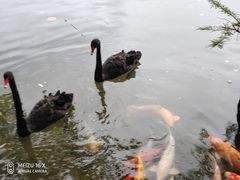 -茵特拉根酒店·西餐厅