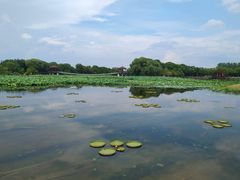 -荷塘月色湿地公园·向阳花洲
