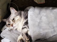 -乐派堂宠物医院·猫友好· 心脏科(东街店)