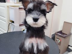 -小尾巴宠物店(万科·金域华庭店)