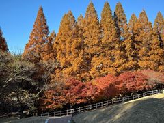 -神户市立六甲山牧场
