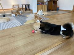 -南京Hallo宠物乐园·哈罗犬舍·柴犬繁育基地