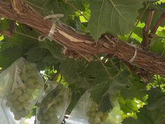 -马陆小张葡萄园农家乐