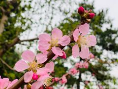 -海棠花溪(元大都城垣遗址公园)
