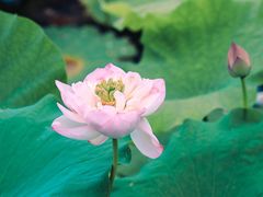 -荷塘月色湿地公园·向阳花洲