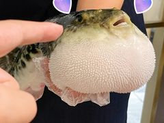 -鲐赏河豚(长寿店)