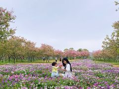 -天适樱花悠乐园