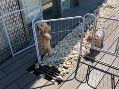 -百好乐宠物友好餐厅(朝外大街店)