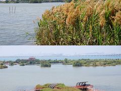 -芒洲湿地公园
