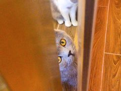 -猫大福·Fortune Cat猫舍(百子湾店)