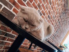 -猫友咖啡店(玉林西路店)
