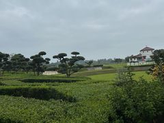 -空港花田景区