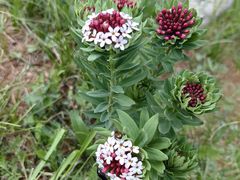 -苏木山森林公园