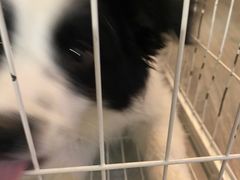 -瑞派福兴宠物医院犬猫全科·骨科·中西医结合(河东店)