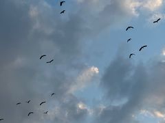 -大宁郁金香公园-停车场