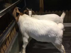 -上海大自然野生昆虫馆(东方明珠·爬宠昆虫探索中心)