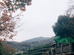 -龙井村