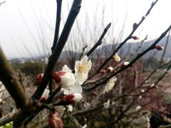 -香雪海