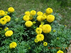 景点-阿尔丁植物园