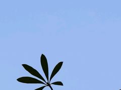 -东莞植物园