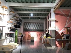 -喵屿·大理花园猫咖