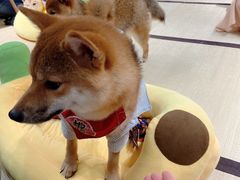 -逗柴咖啡屋·狗咖猫咖宠物桌游