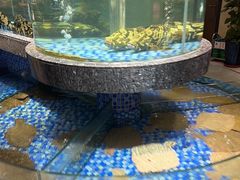 -海派美食·家宴海鲜青岛菜·石锅鲽鱼头(东方城店)