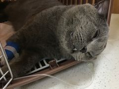 -联合动物医院(光谷诊疗中心)