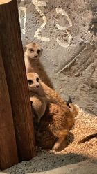 -Zoolung Zoolung动物主题公园(海信广场店)