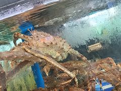 -老伙记海鲜码头(北滘店)