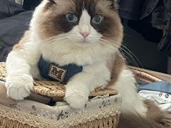 -瑞鹏宠物医院·骨科·猫科·内科(第一中心)
