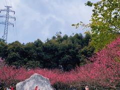-重庆彩云湖湿地公园