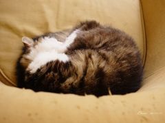 -猫的天空之城概念书店(苏州平江店)