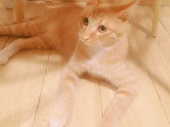 -Cappucimeow猫咪咖啡馆(韦伯时代店)