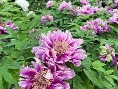 -石家庄市植物园