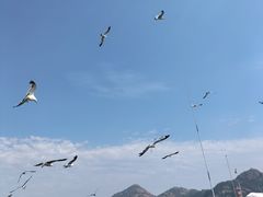 -海驴岛(荣成市)