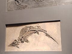 -辽宁古生物博物馆