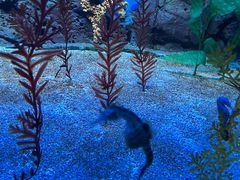 -上海海洋水族馆