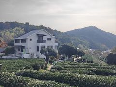 -龙井村