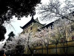 -武汉大学-樱园