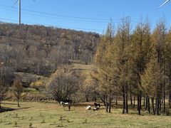 -塞罕坝国家级自然保护区