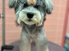 -FAELING PETS美天灵宠物(合生汇店)