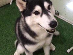 春杏-Husky Go! 哈士奇体验馆·宠物咖啡厅狗咖