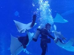 -烟台海昌鲸鲨海洋公园