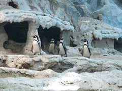 -帝企鹅自助餐厅•儿童岛•真企鹅(长隆企鹅酒店)