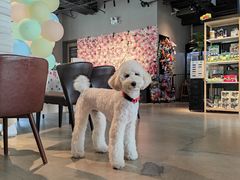 -百好乐宠物友好餐厅(朝外大街店)