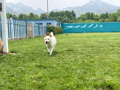 -趣玩宠物乐园寄养训犬训狗游泳池