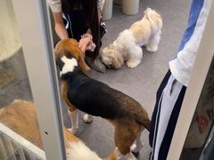-有喵·猫咖·狗咖·30几只猫10只小狗(岗厦店)