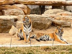 -北京野生动物园